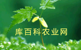 山鸡椒种植(遂川县山苍子产油量占全国4615%)