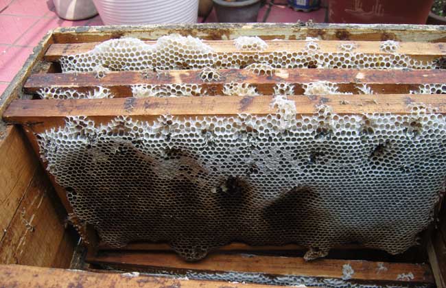 蜜蜂巢脾的修造方法