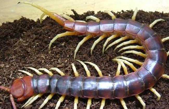 加拉帕格斯巨人蜈蚣有毒吗？