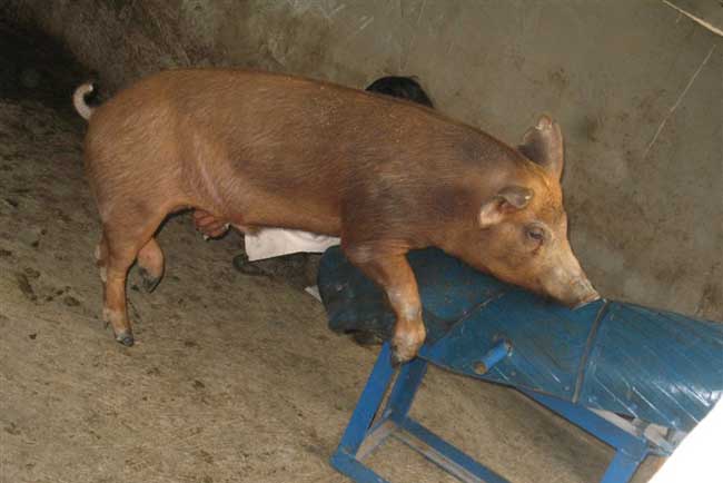 贵州野猪养殖场有哪些？