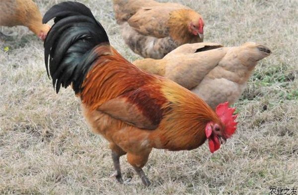 冬季四种需要防控的鸡病的诊断和防治方法