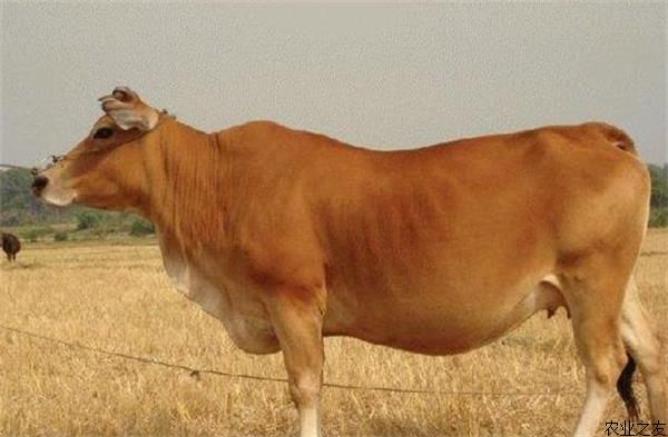 饲养鲁西黄牛效益分析