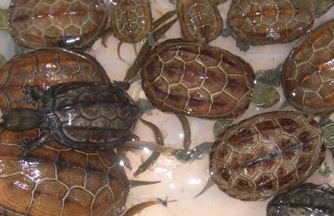 乌龟常见疾病防治技术