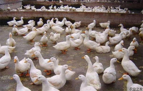 冬季蛋鸭养殖如何提高产蛋率？