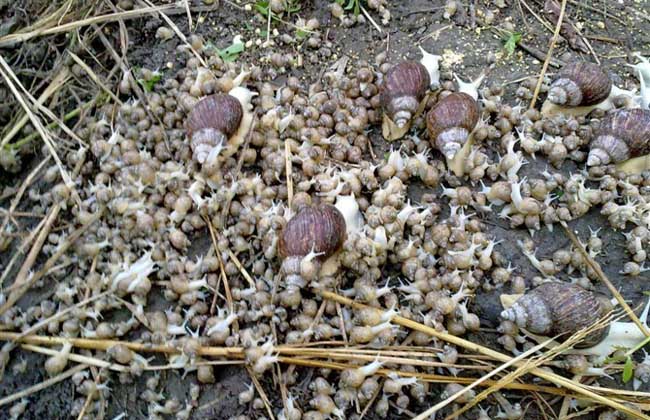 夏季该怎样养殖好白玉蜗牛？