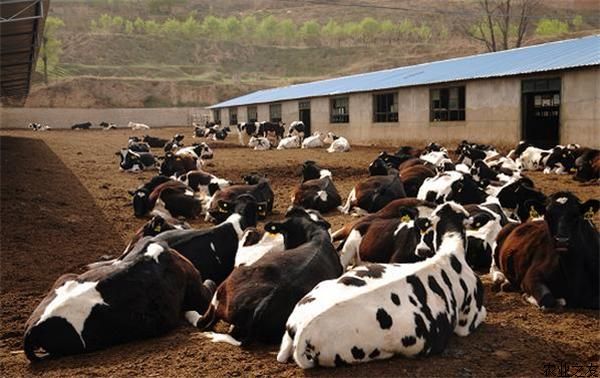 如何养牛和四季养法