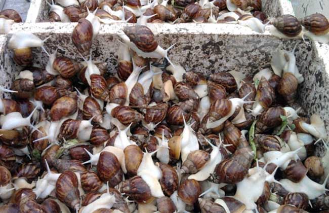 白玉蜗牛常见疾病防治技术