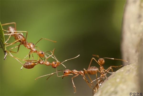 蚂蚁的四季管理