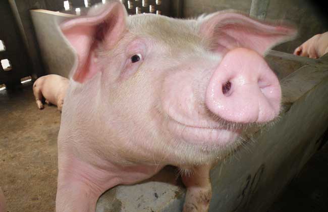 家庭养猪如何做到日长二斤
