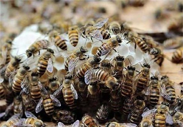 夏季蜜蜂养殖技术要点
