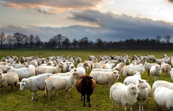 绵羊养殖之春季绵羊接羔技术