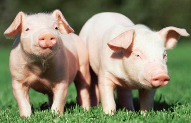 家庭养猪如何做到日长二斤