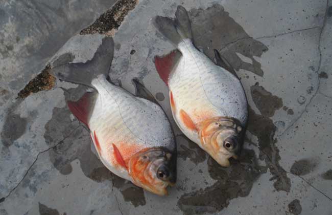 淡水白鲳鱼养殖技术