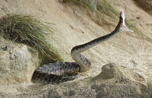 响尾蛇尾巴有什么作用？