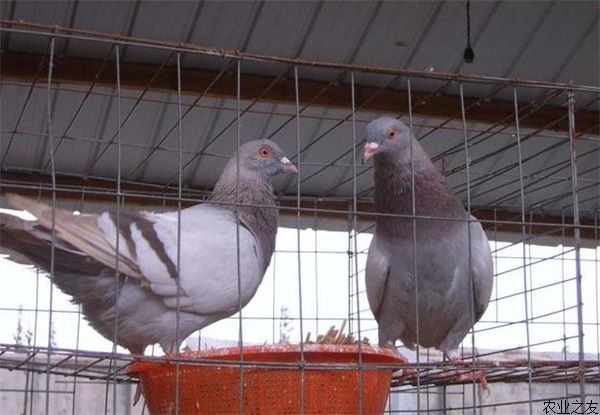 鸽子养殖的无公害养殖技术