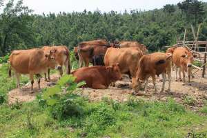 鲁西黄牛养殖之经济