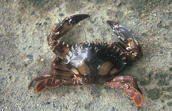我国常见的螃蟹种类有哪些？