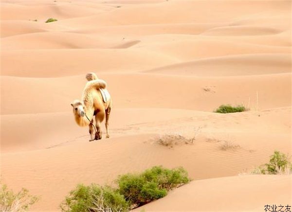骆驼养殖前胃阻塞的诊断与手术治疗