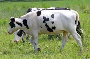 夏季奶牛养殖管理技