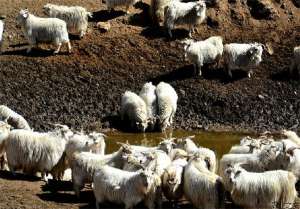 山羊养殖技术之中暑