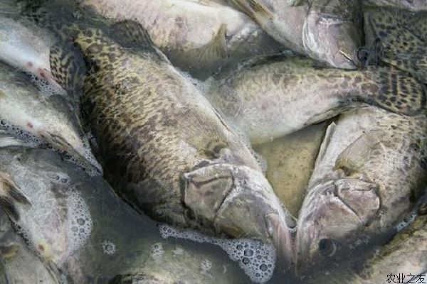 养殖鳜鱼当年上市的必要条件