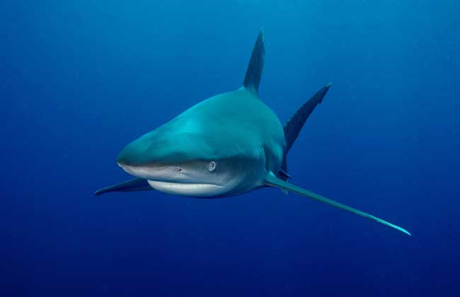 鲨鱼是哺乳动物吗？