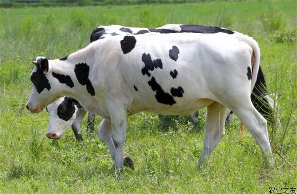 夏季奶牛养殖管理技术