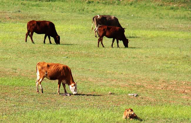 冬春犊牛的散养管理技术