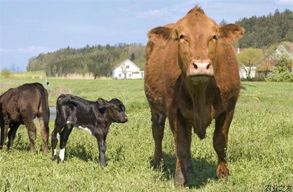防牛难产应从配种开始