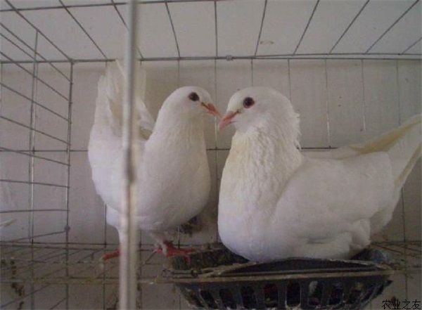 肉鸽怎样进行配对孵化？