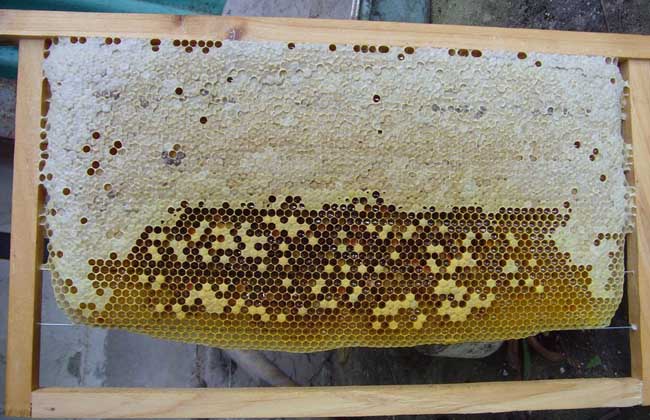 蜜蜂巢脾的修造方法