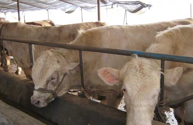 肉牛短期育肥技术