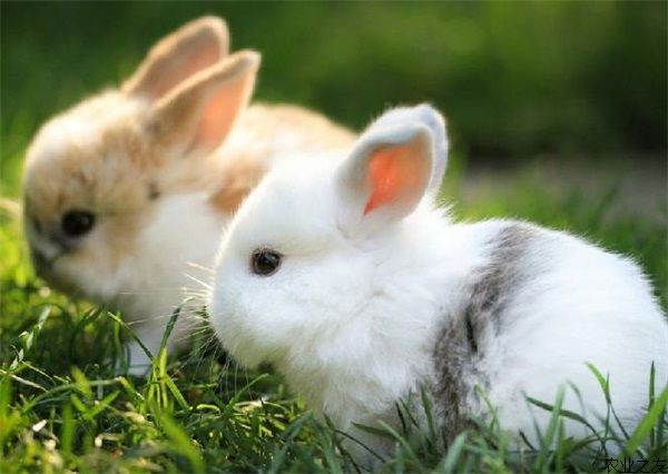 兔子养殖技术之长毛兔越冬技术