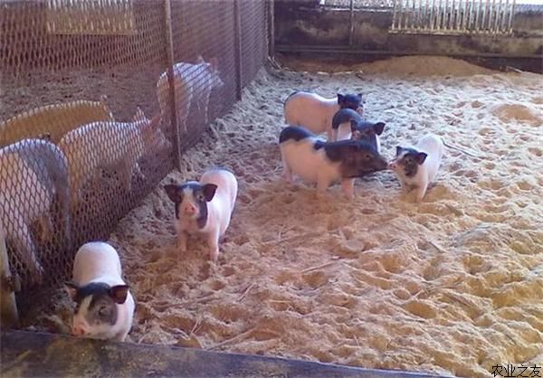 冬季小香猪养殖管理技术