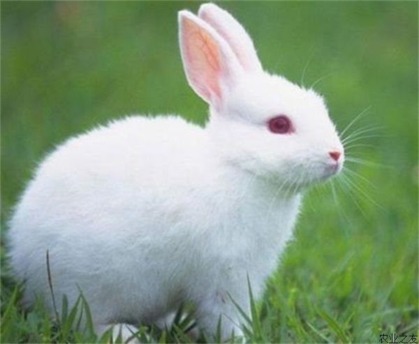 獭兔螨病的诊断与防治