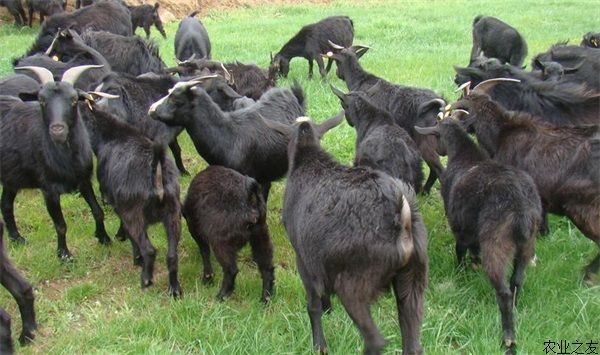 黑山羊养殖的饲喂量及育肥