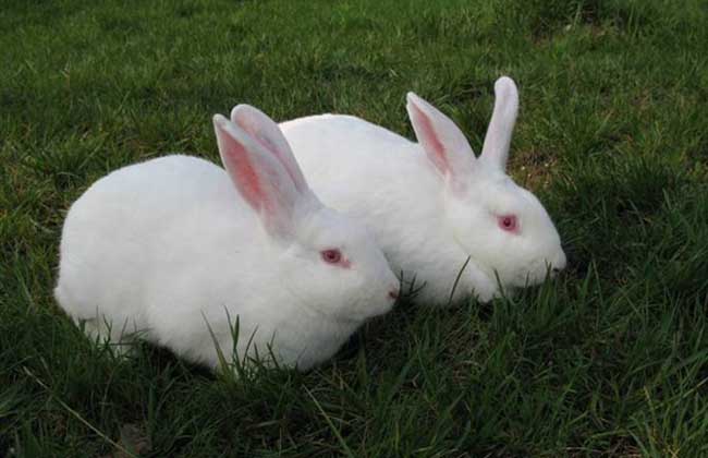 兔子养殖场建筑布局