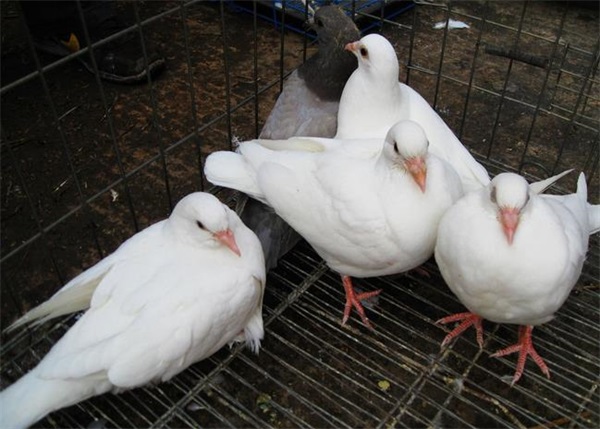 肉用子鸽强制育肥技术