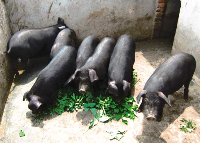 黑猪养殖技术_1
