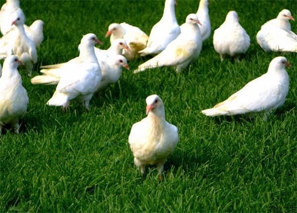 肉鸽养殖注意事项