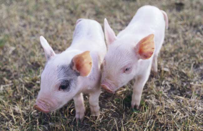 猪流感的症状有哪些？