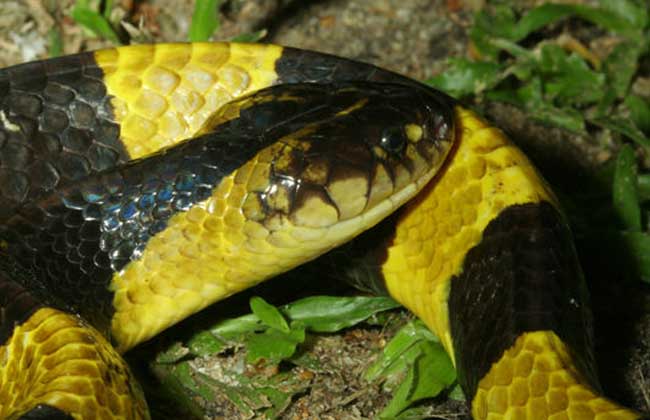金环蛇的毒性强吗？