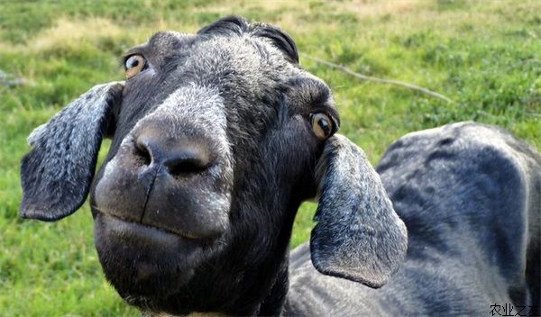黑山羊受胎检查和孕羊管理
