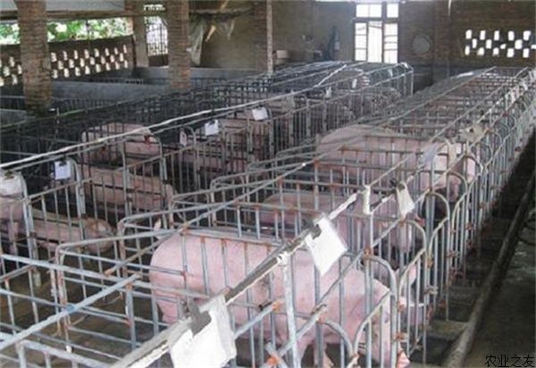 霉菌对生猪养殖的危害