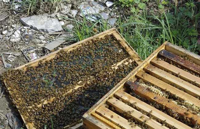 蜜蜂人工分蜂技术