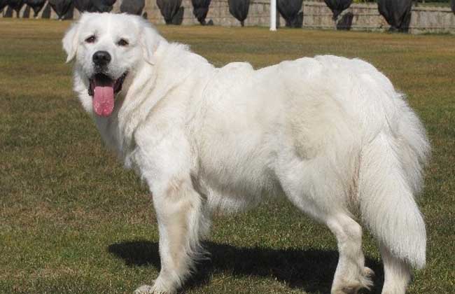 大白熊犬能长多大？