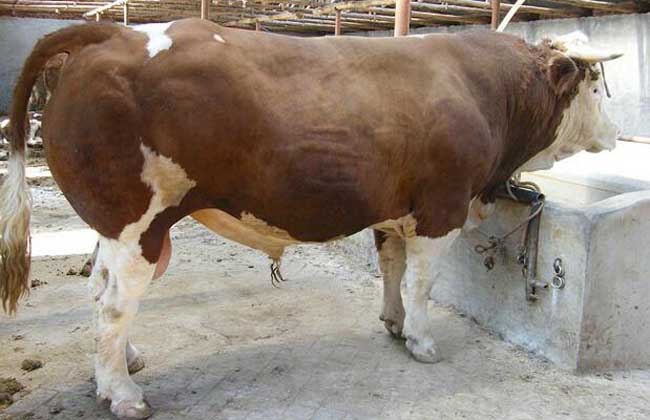 肉牛短期育肥技术