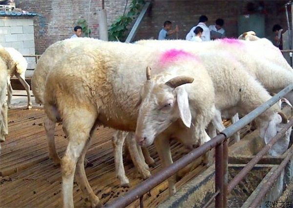 小尾寒羊养殖技术之夏季常见病