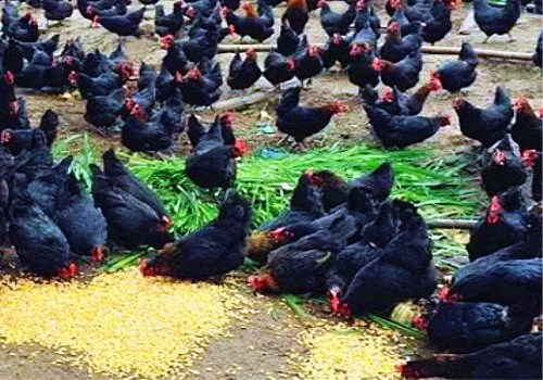 绿色散养土鸡饲养方法 土鸡养殖成本利润