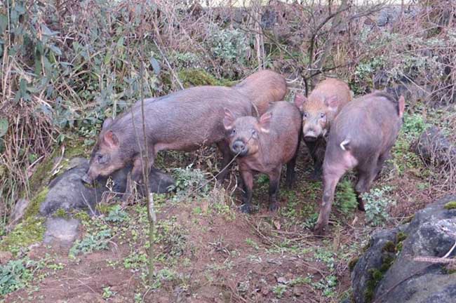 贵州野猪养殖场有哪些？